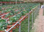 Watering System