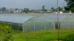 Greenhouse Tunnel