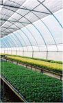 Greenhouse Farm